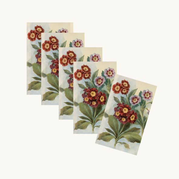 Auricula Gift Tags