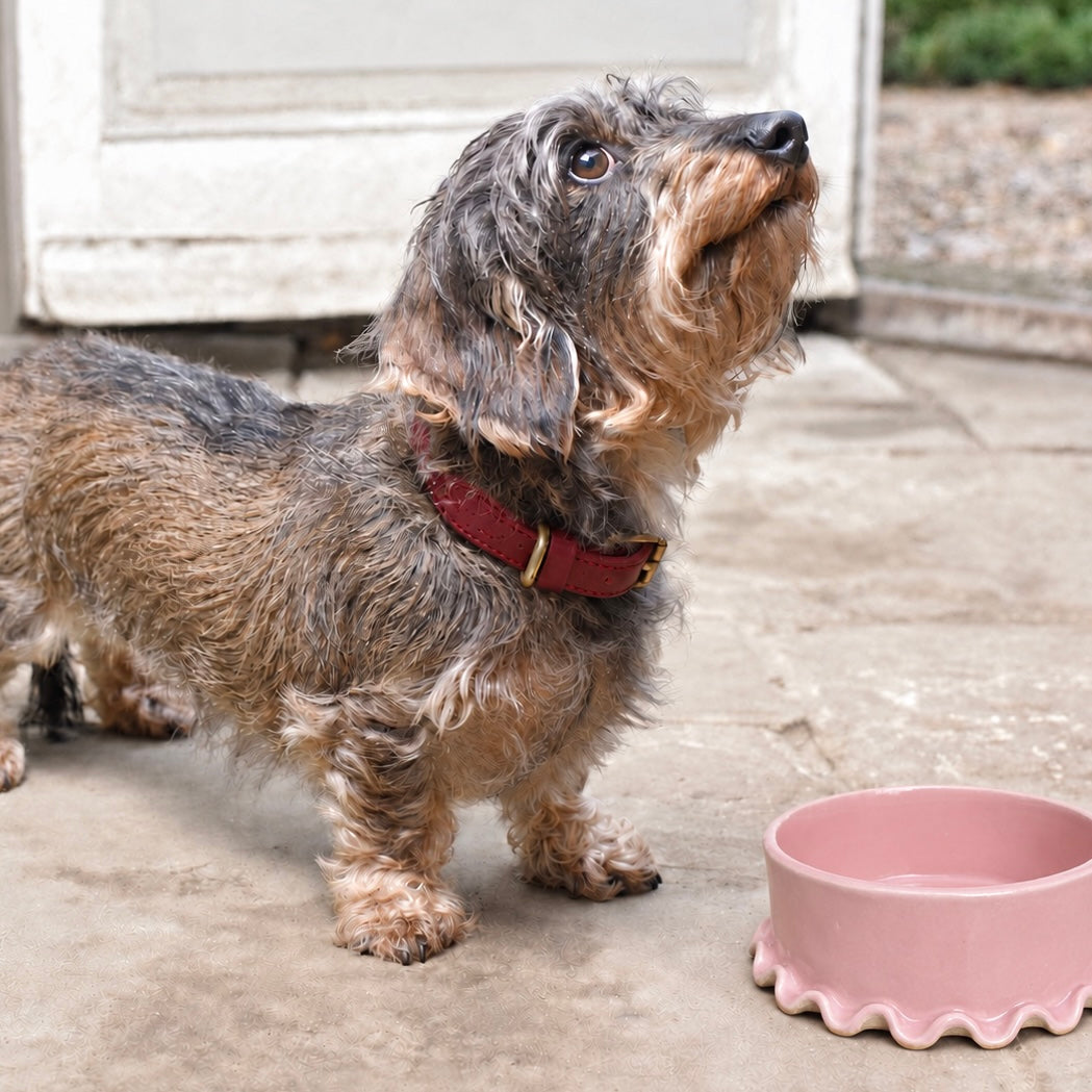 Pink Frilled Ceramic Dog Bowl (Small)
