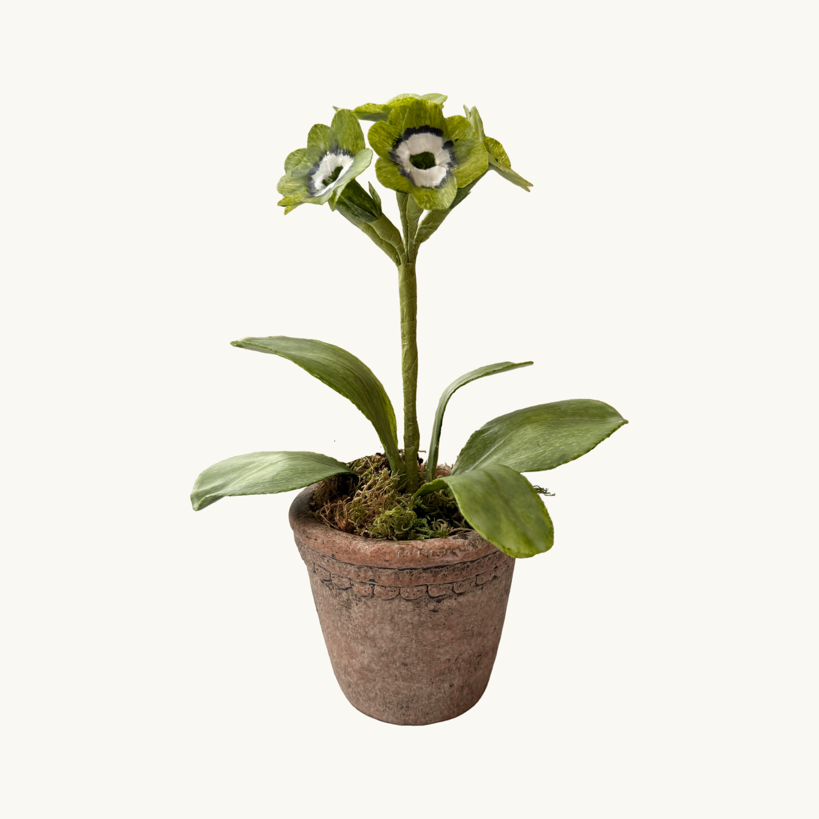 Green Auricula Wax Paper Flower Pot