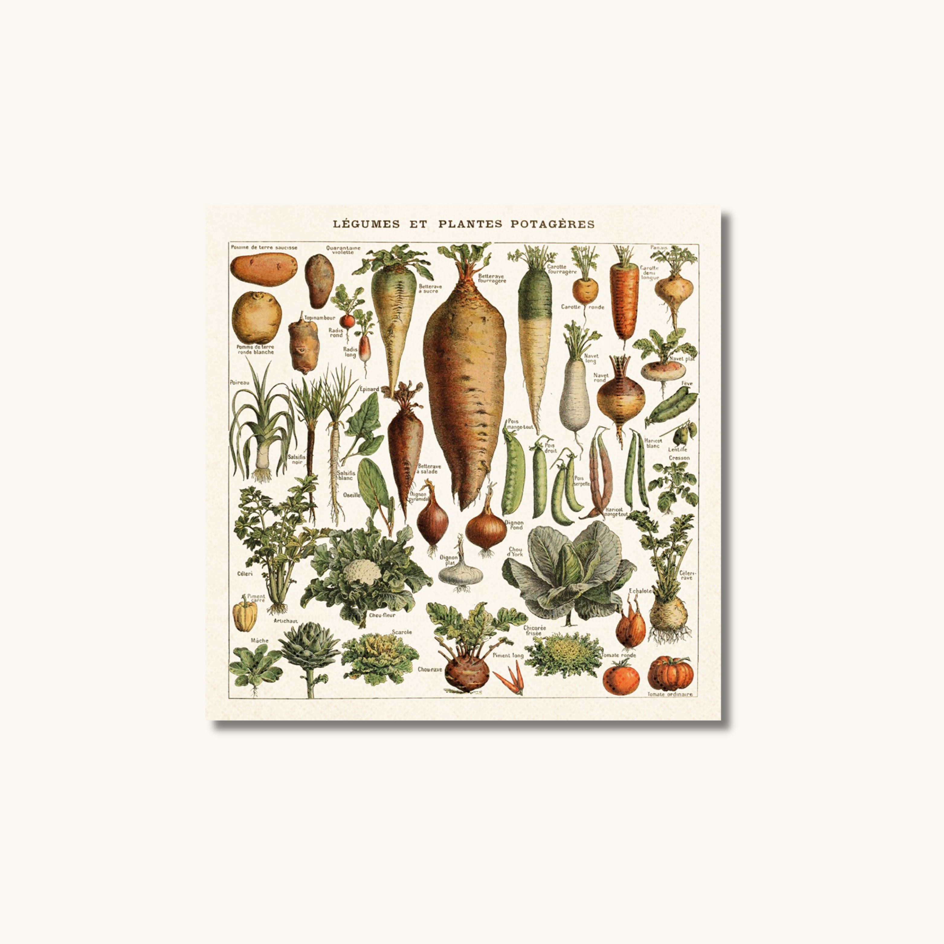 Vintage Vegetable Paper Napkins