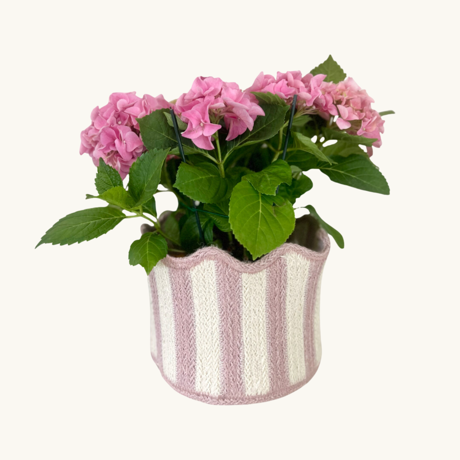 Pink Striped Scalloped Basket