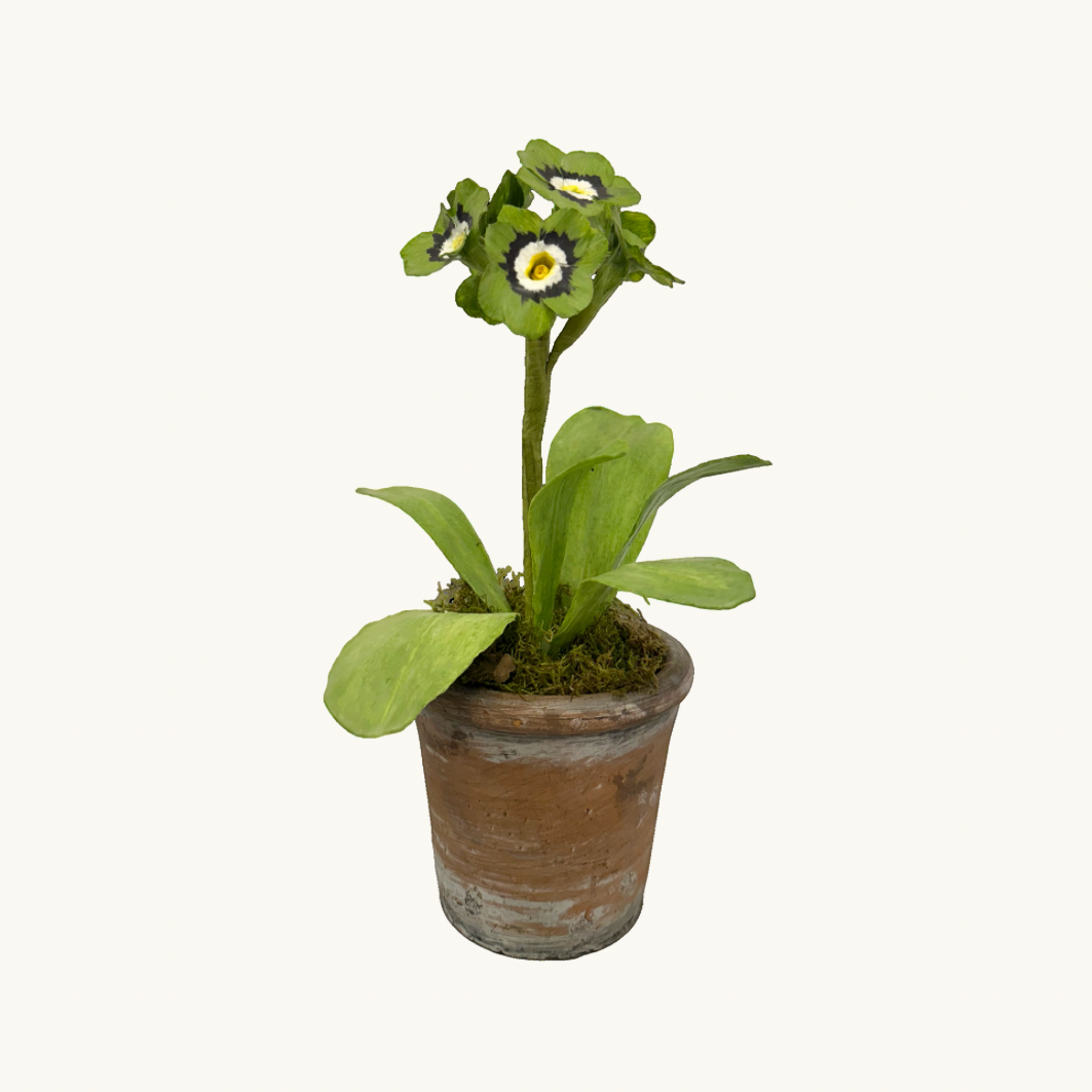 Green Auricula Wax Paper Flower Pot