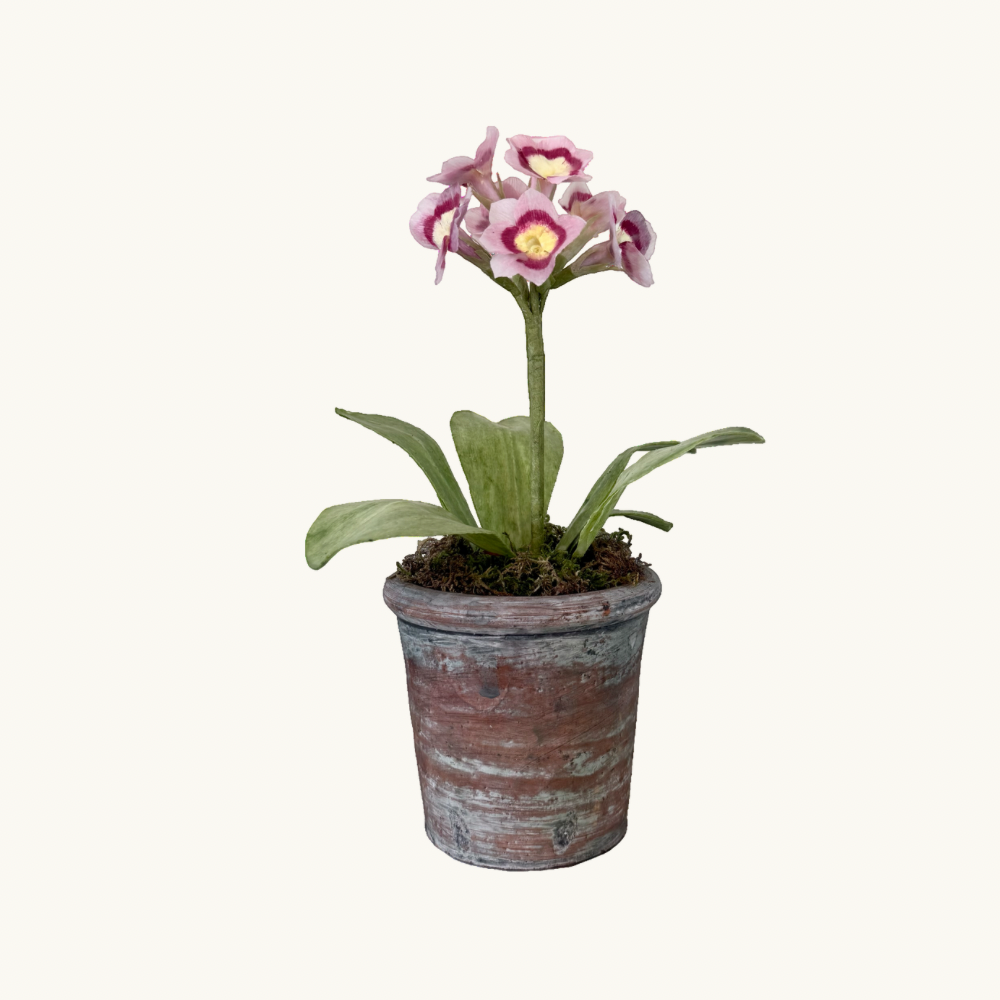 Pink Auricula Wax Paper Flower Pot