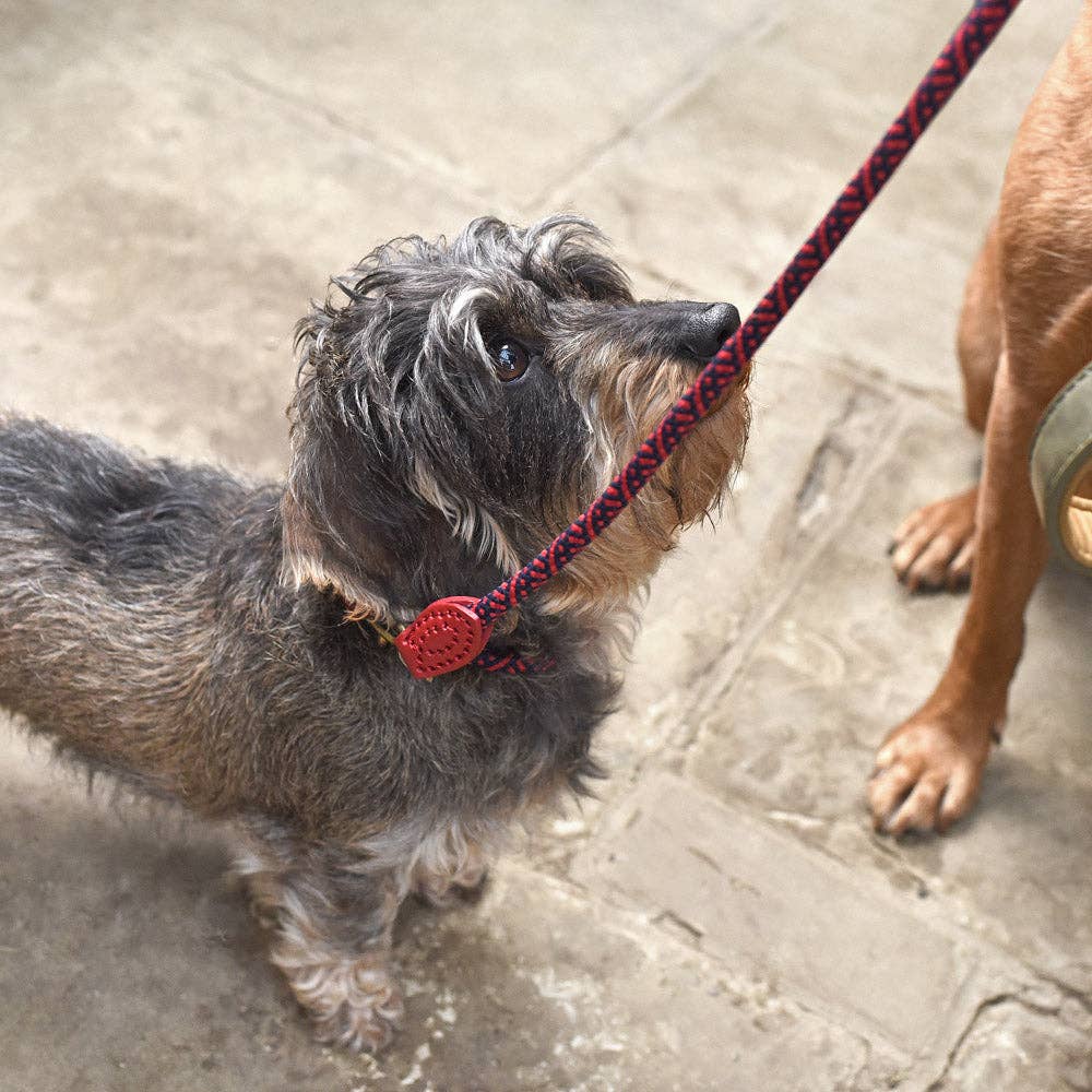 Red Rope Dog Collar