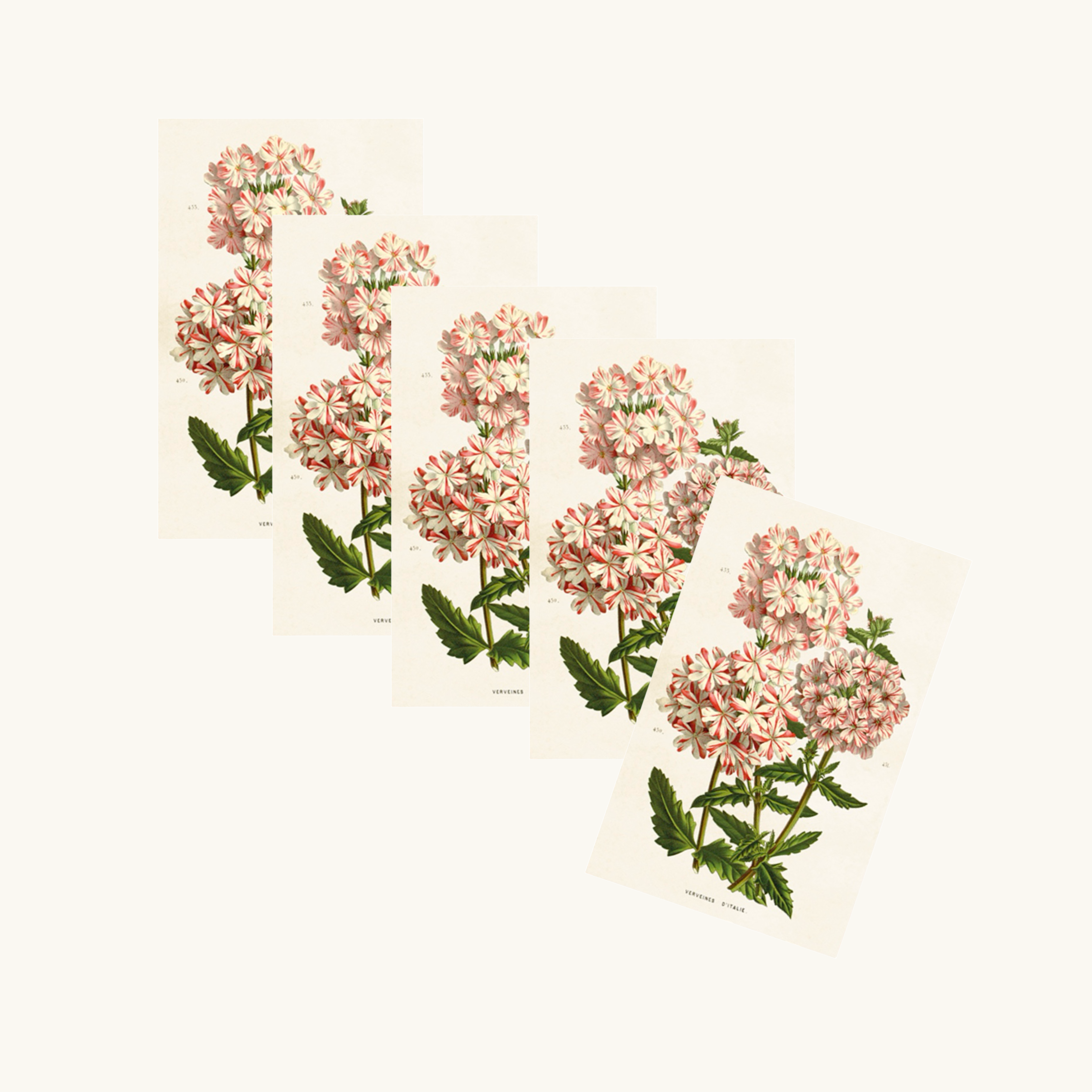 Verbena Gift Tags