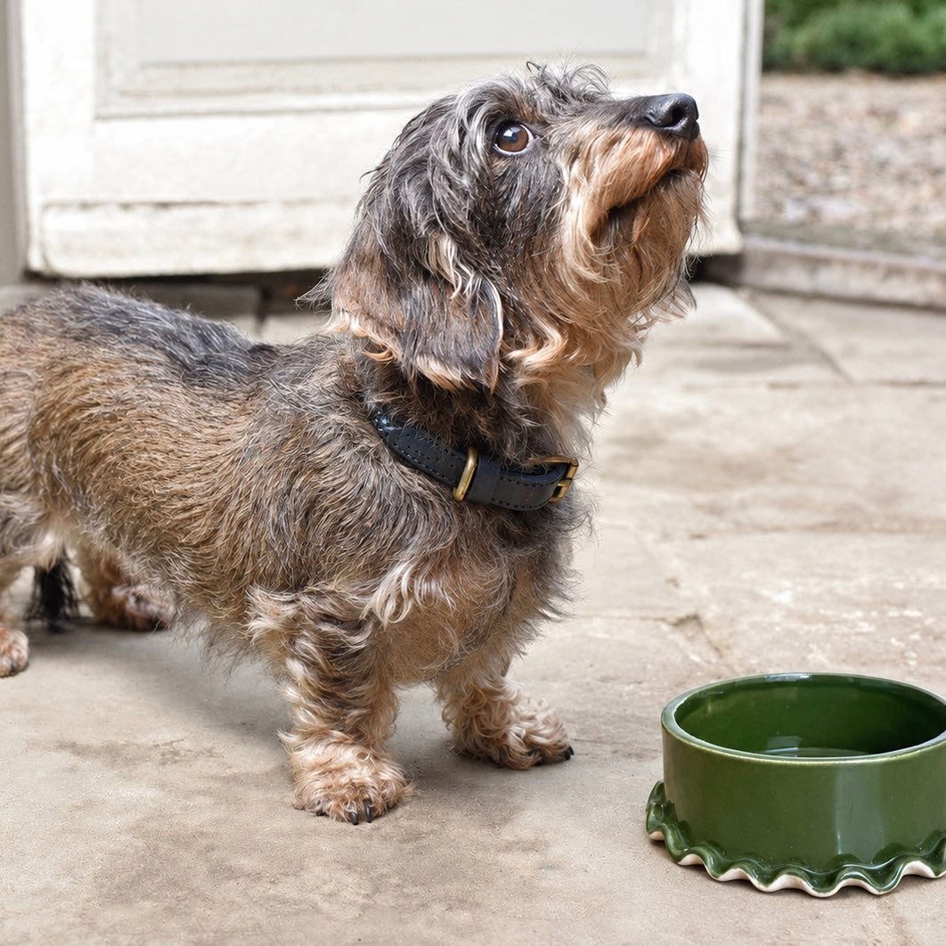 Green Frilled Ceramic Dog Bowl (Small)