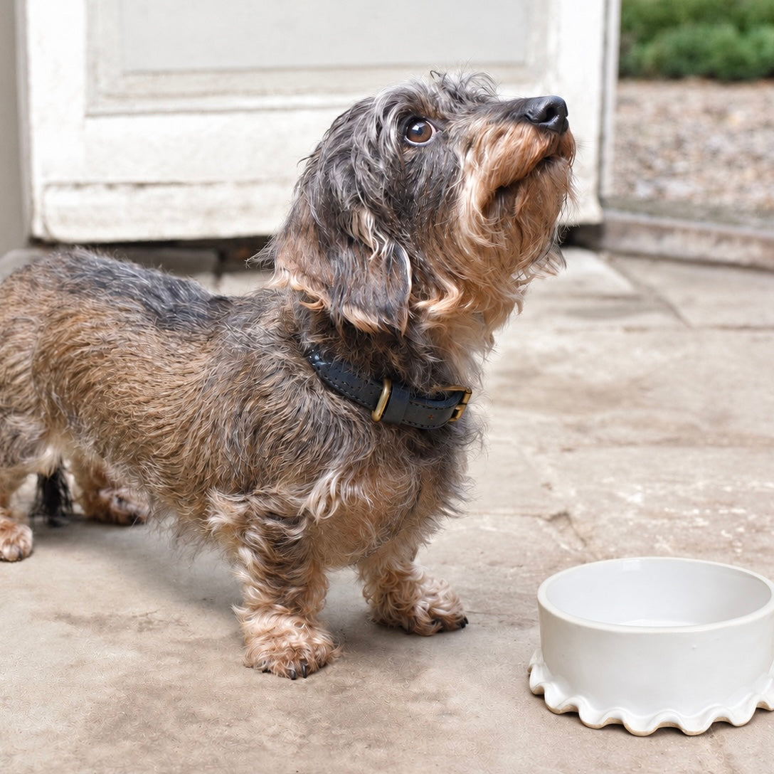 White Frilled Ceramic Dog Bowl (Small)