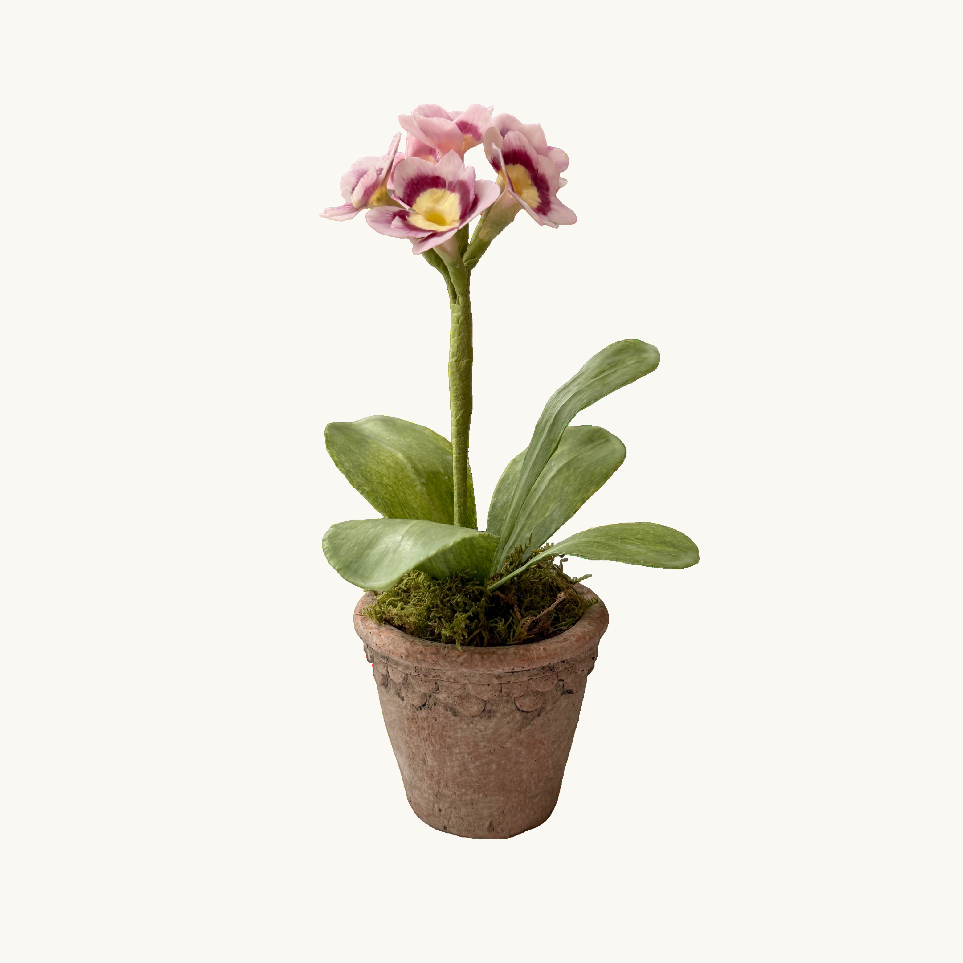 Pink Auricula Wax Paper Flower Pot