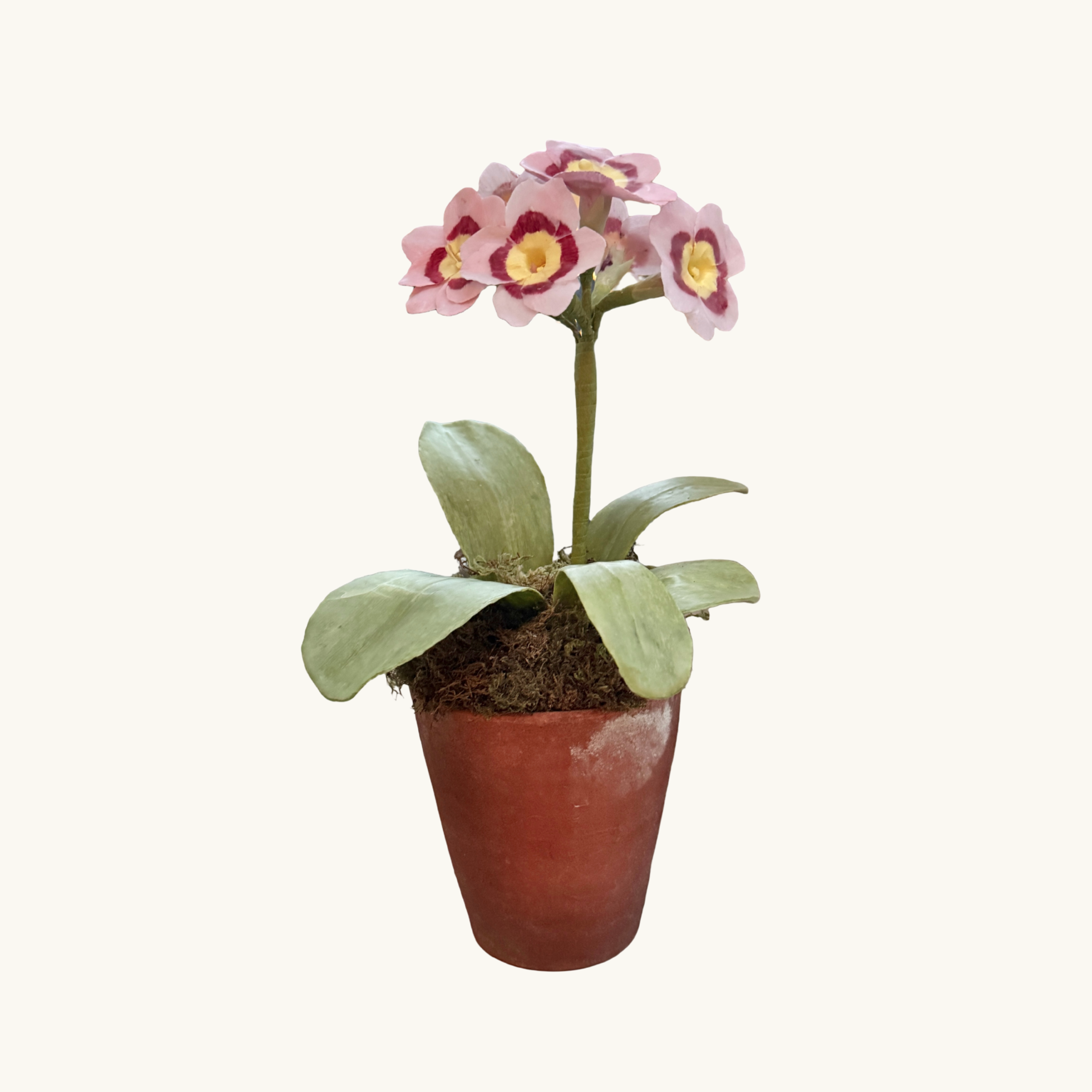 Pink Auricula Wax Paper Flower Pot