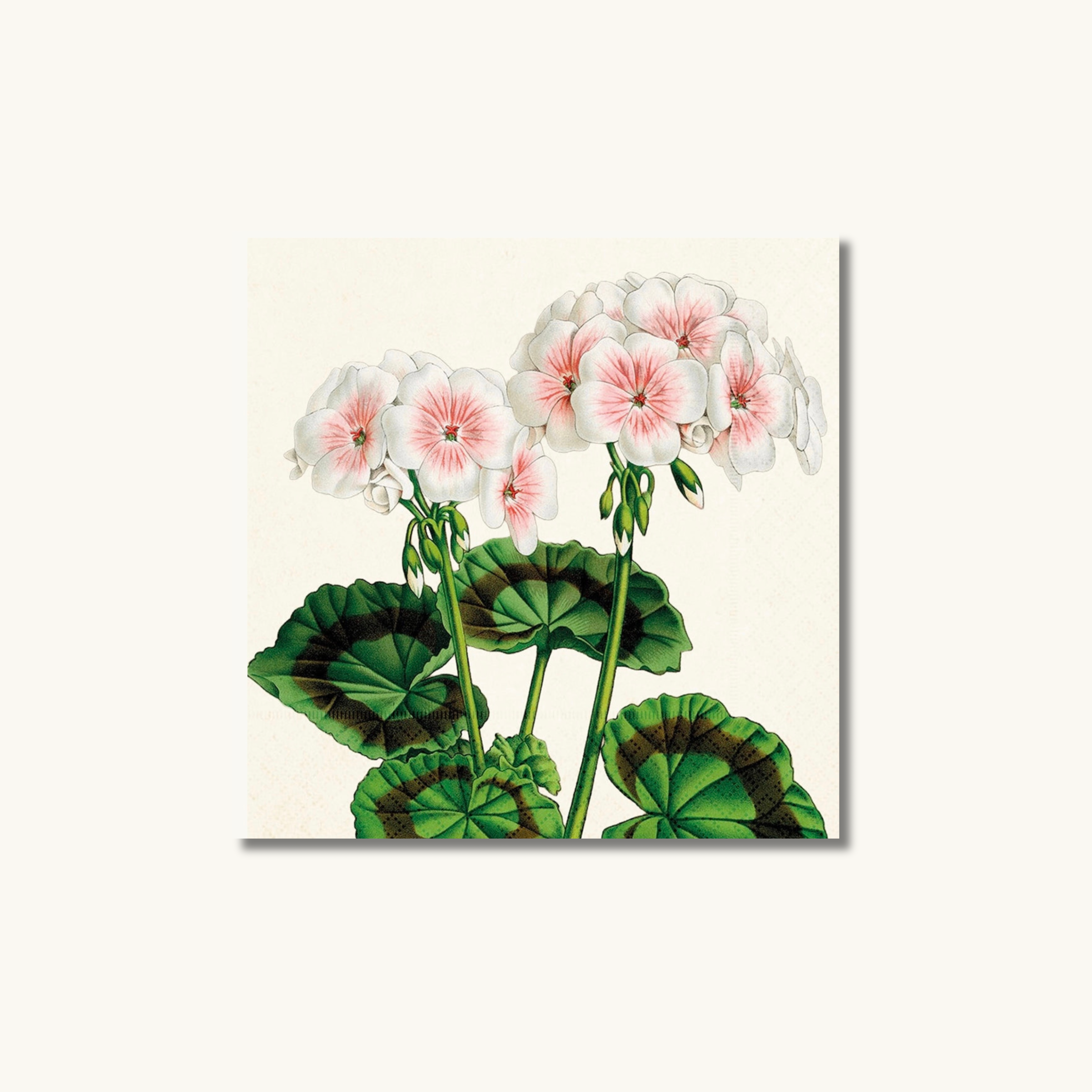 Vintage Geranium Paper Napkins